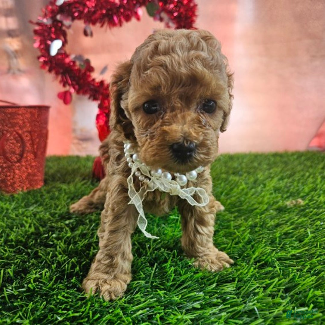 Toy Poodle dogs for sale: Dora - Ad 6