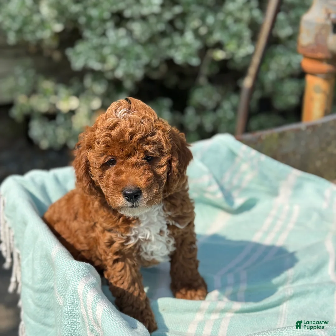 Toy Poodle dogs for sale: Tommy - Ad 1