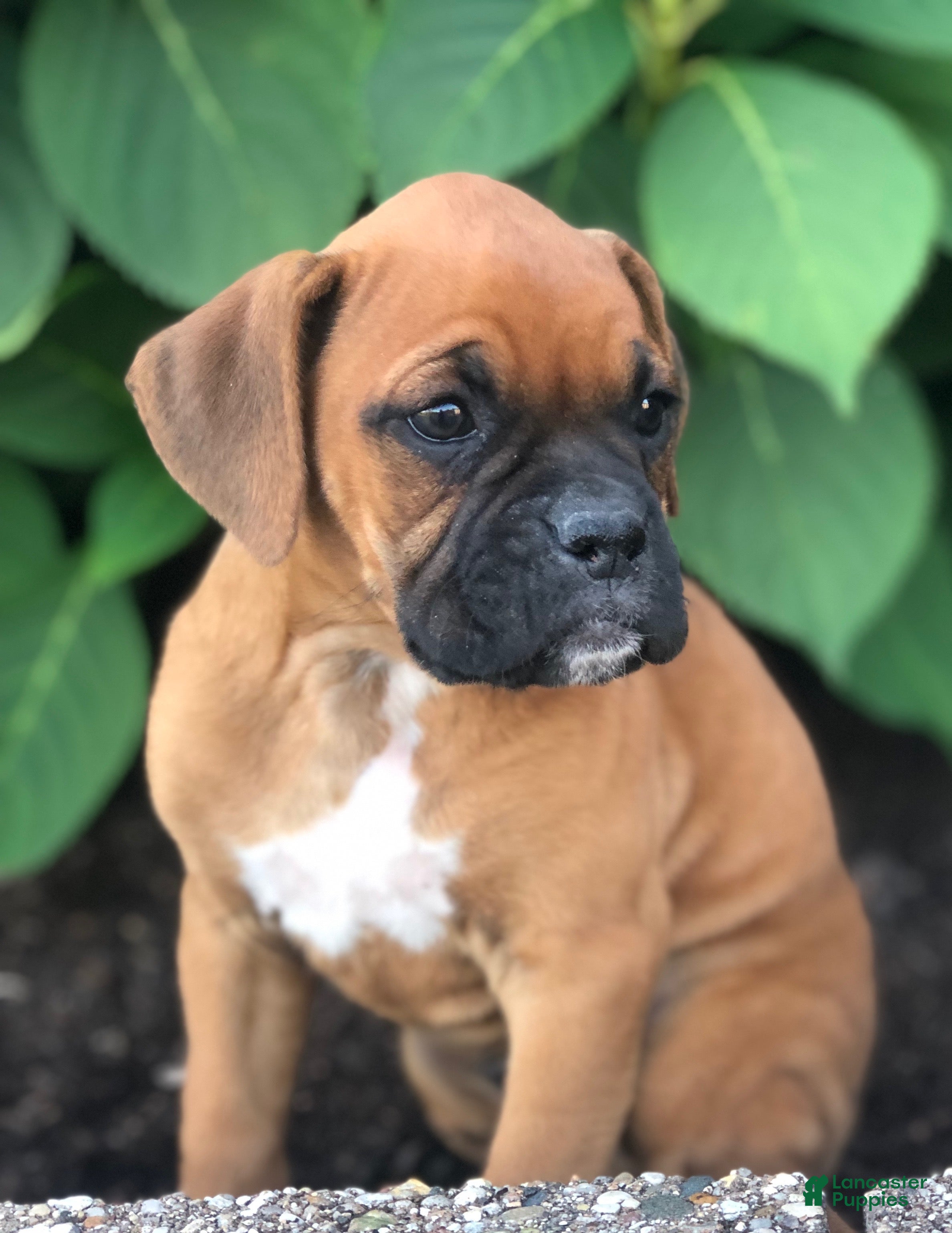 Amber (Boxer, Female) in Millersburg, OH