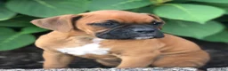 Boxer dogs for sale: Amber - Ad 1