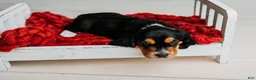 Basset Hound dogs for sale: Avery  - Ad 4
