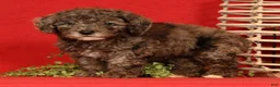 Miniature Poodle dogs for sale: Maggie - Ad 4