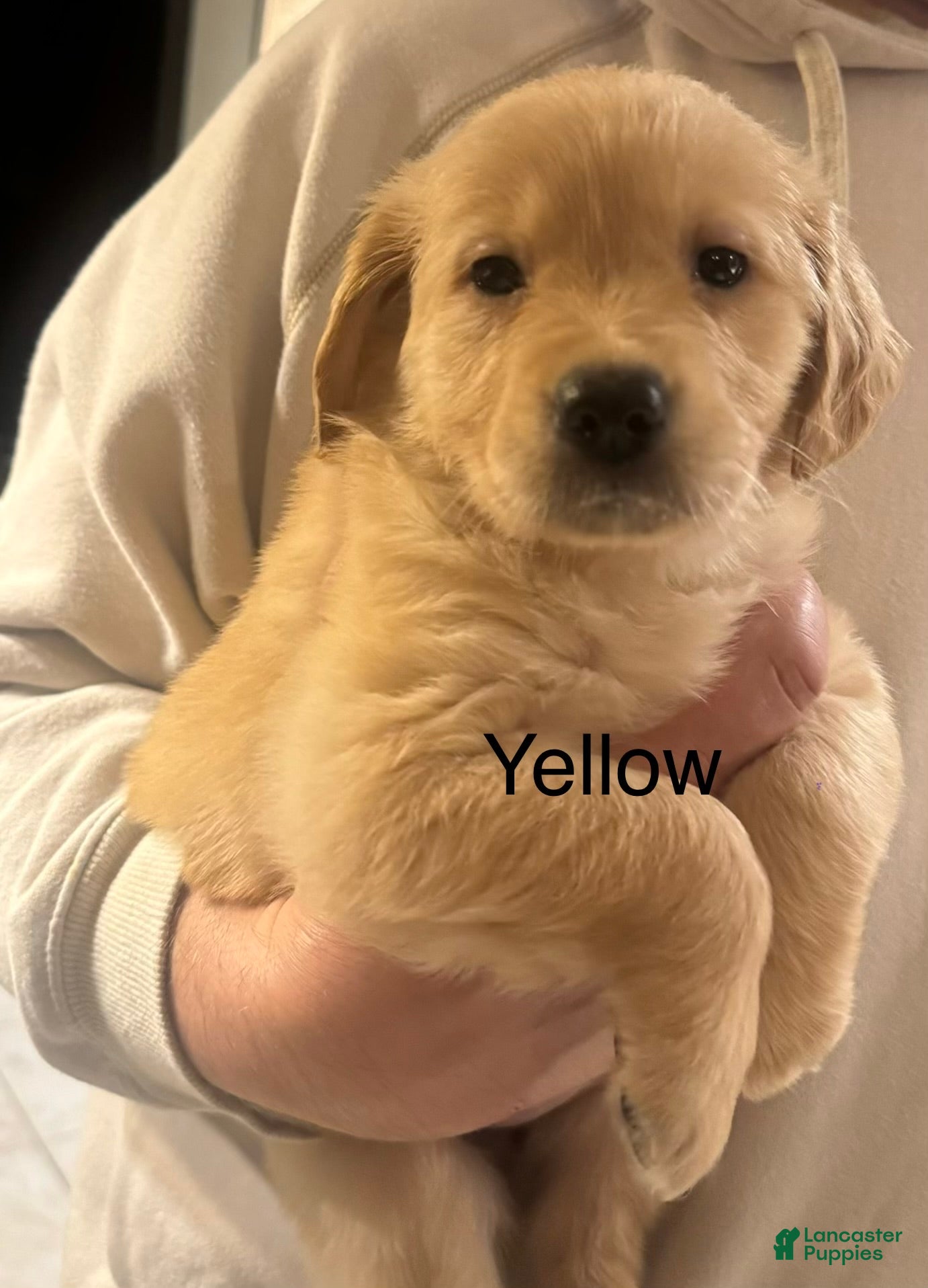 Golden Retriever dogs Yellow - Ad 2