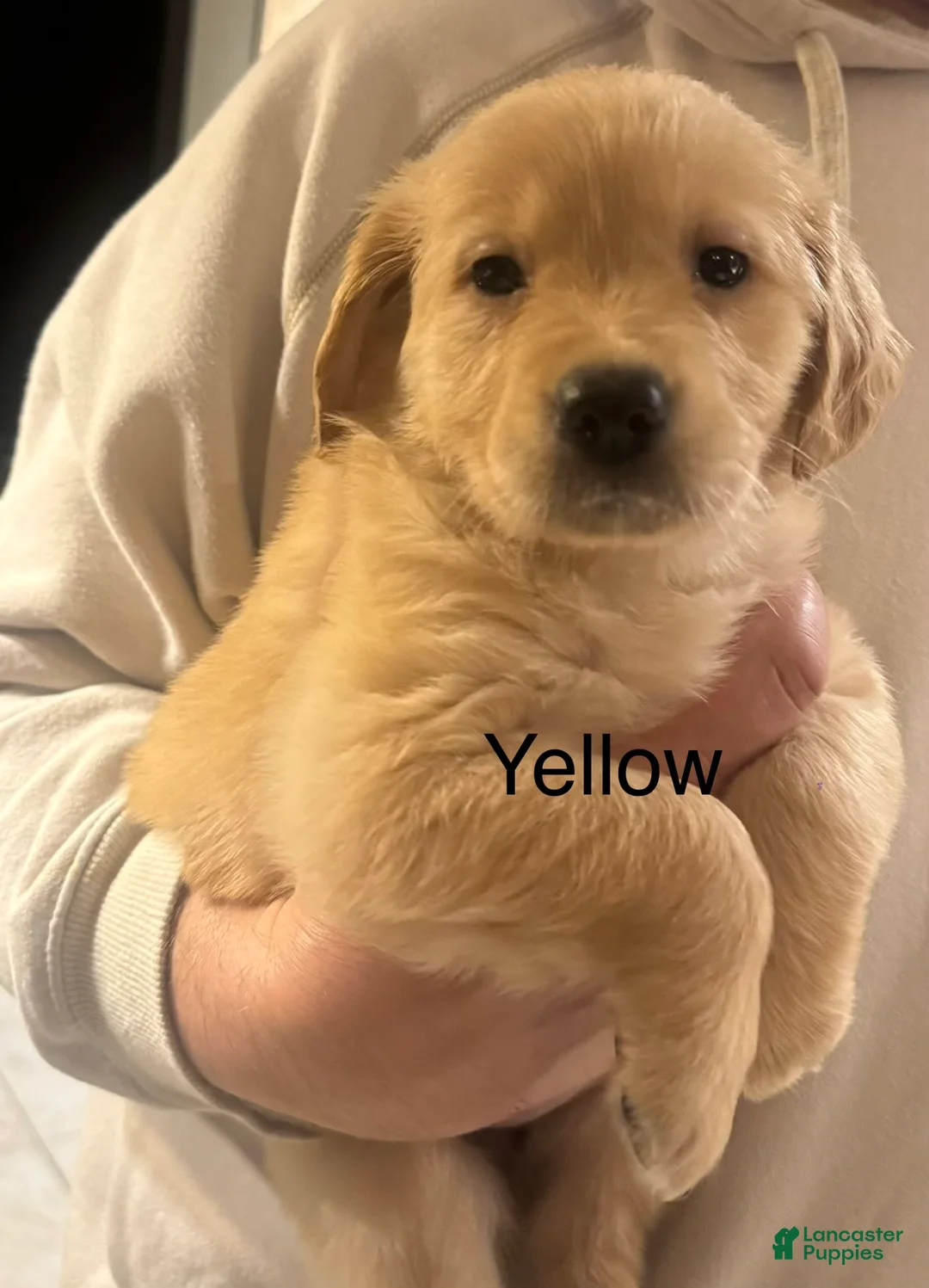 Golden Retriever dogs for sale: Yellow - Ad 1