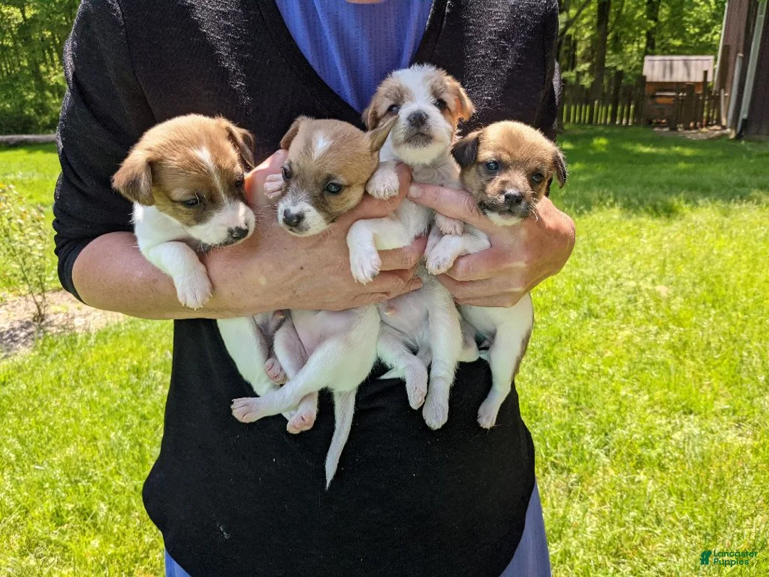 Gallery Image {{count}}