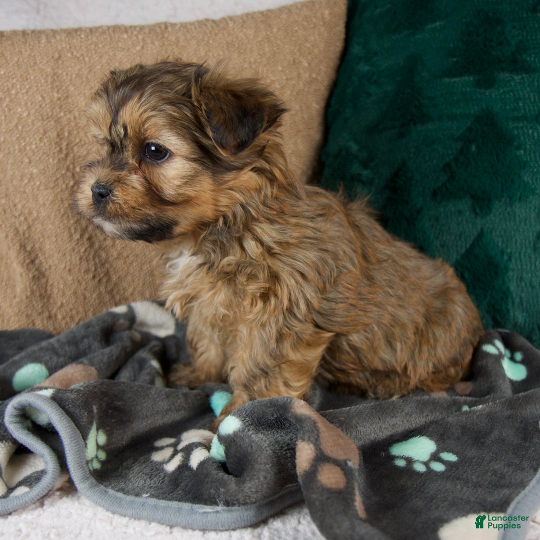 Shorkie dogs for sale: Isaac - Ad 4