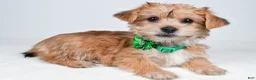 Morkie dogs for sale: Goldie - Ad 8