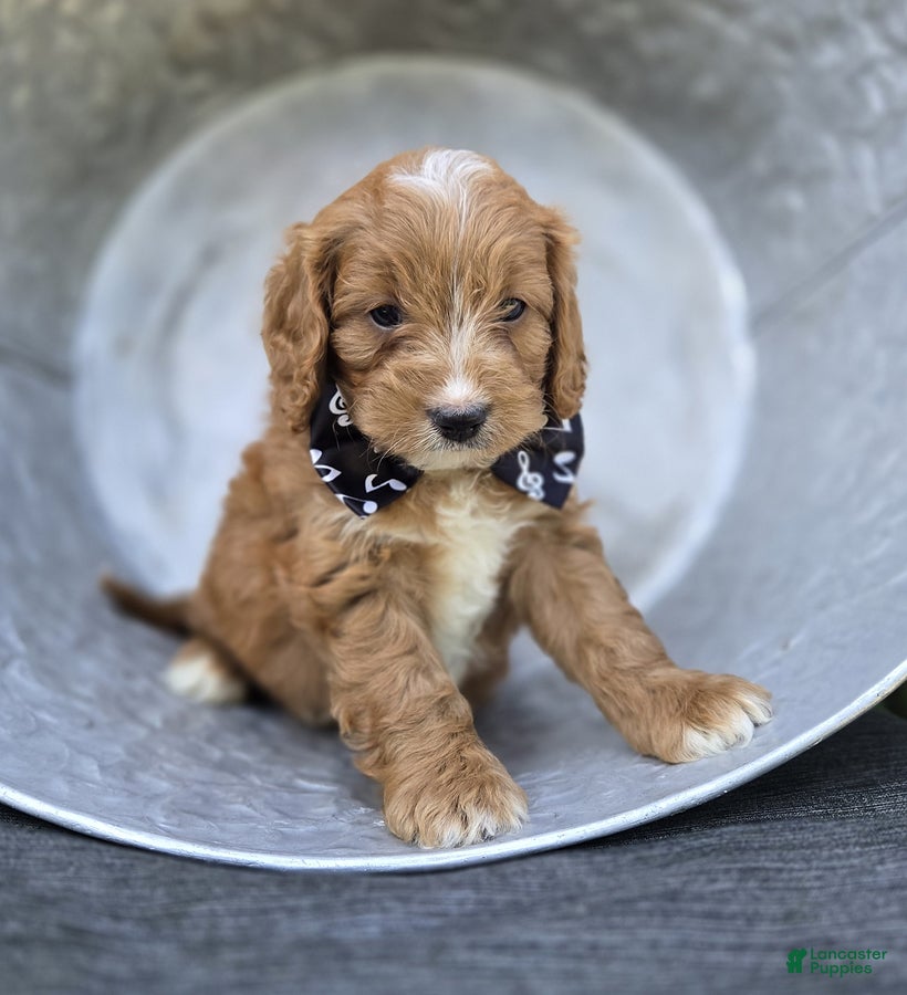 Cavapoo dogs Frankie - Ad 2