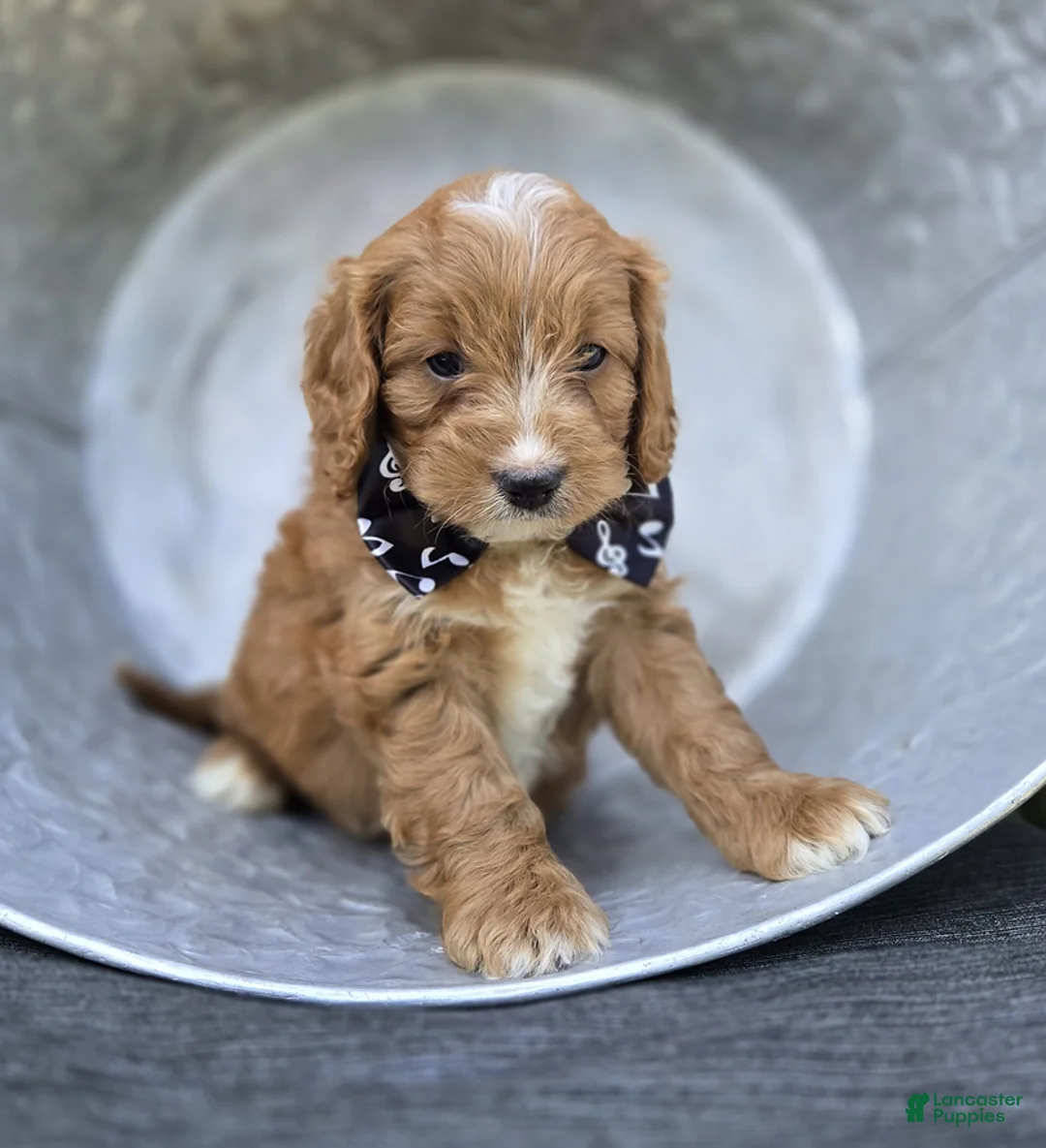 Cavapoo dogs for sale: Frankie - Ad 2