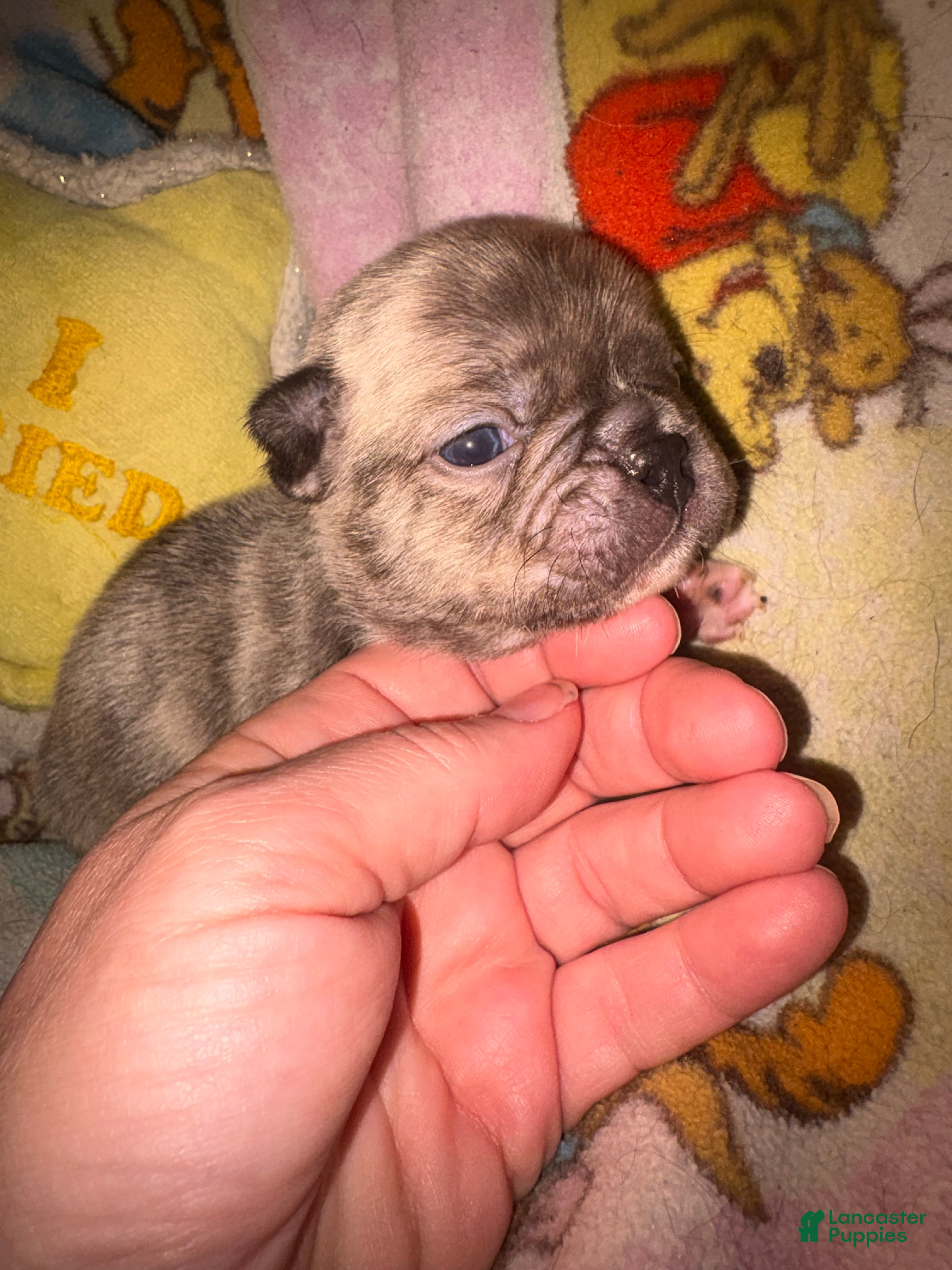 French Bulldog dogs Larry  - Ad 25