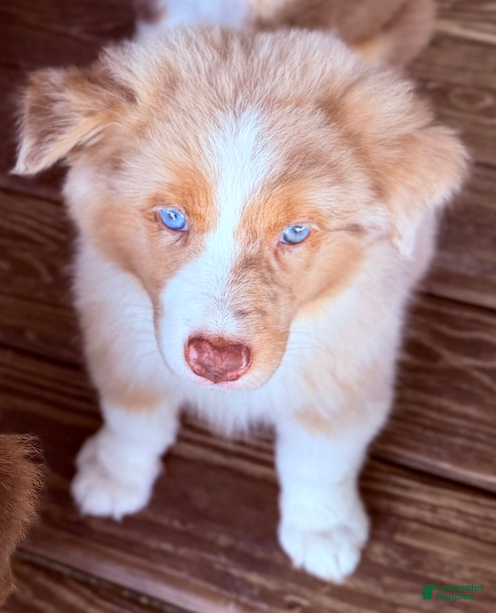 Australian Shepherd dogs AKC 3 Belle - Ad 1