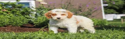Miniature Poodle dogs for sale: Betty - Ad 2