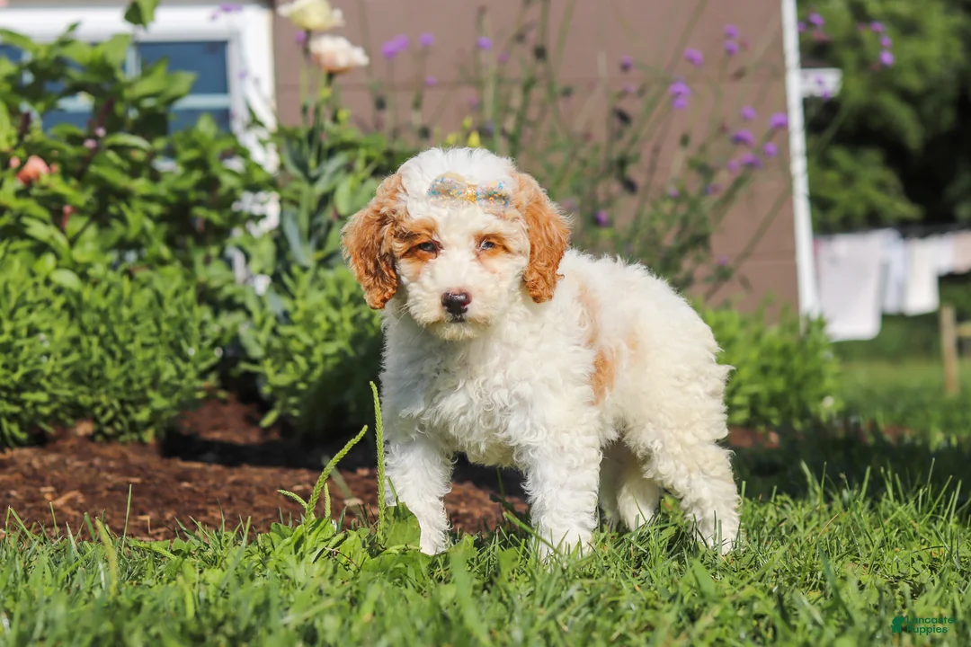 Miniature Poodle dogs for sale: Betty - Ad 2