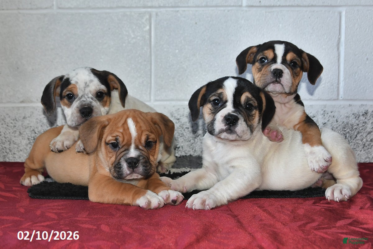 Beabull dogs Savannah - Ad 2