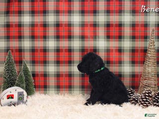 Mixed Breed dogs Benelli - Ad 4