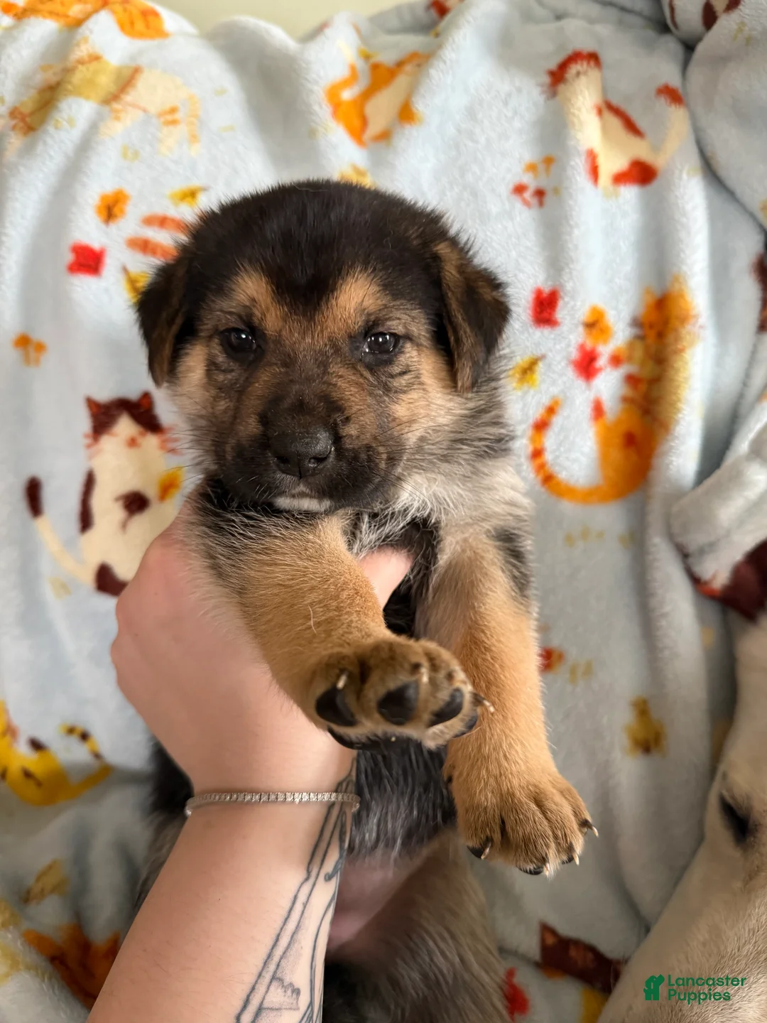 Mixed Breed dogs for sale:  Purple collar female  - Ad 1