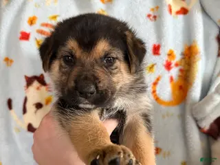 Mixed Breed dogs Purple collar female - Ad 32