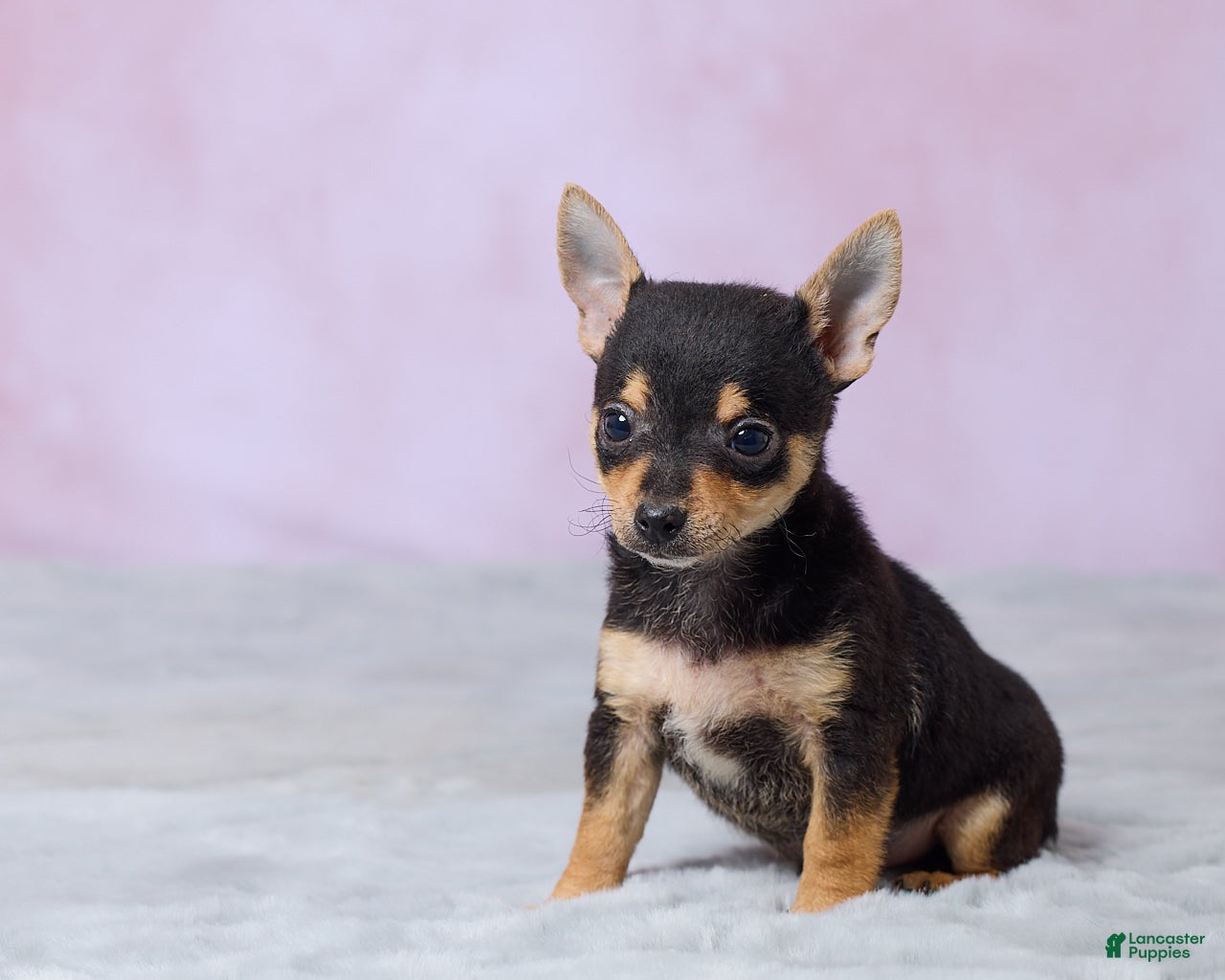 Chihuahua dogs Theo - Ad 2