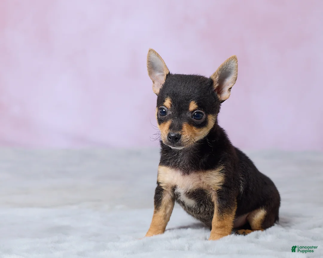 Chihuahua dogs for sale: Theo - Ad 2