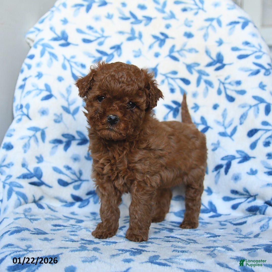 Cavapoo dogs for sale: Callie - Ad 5
