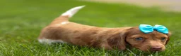 Miniature Dachshund dogs for sale: OLIVER - Ad 10