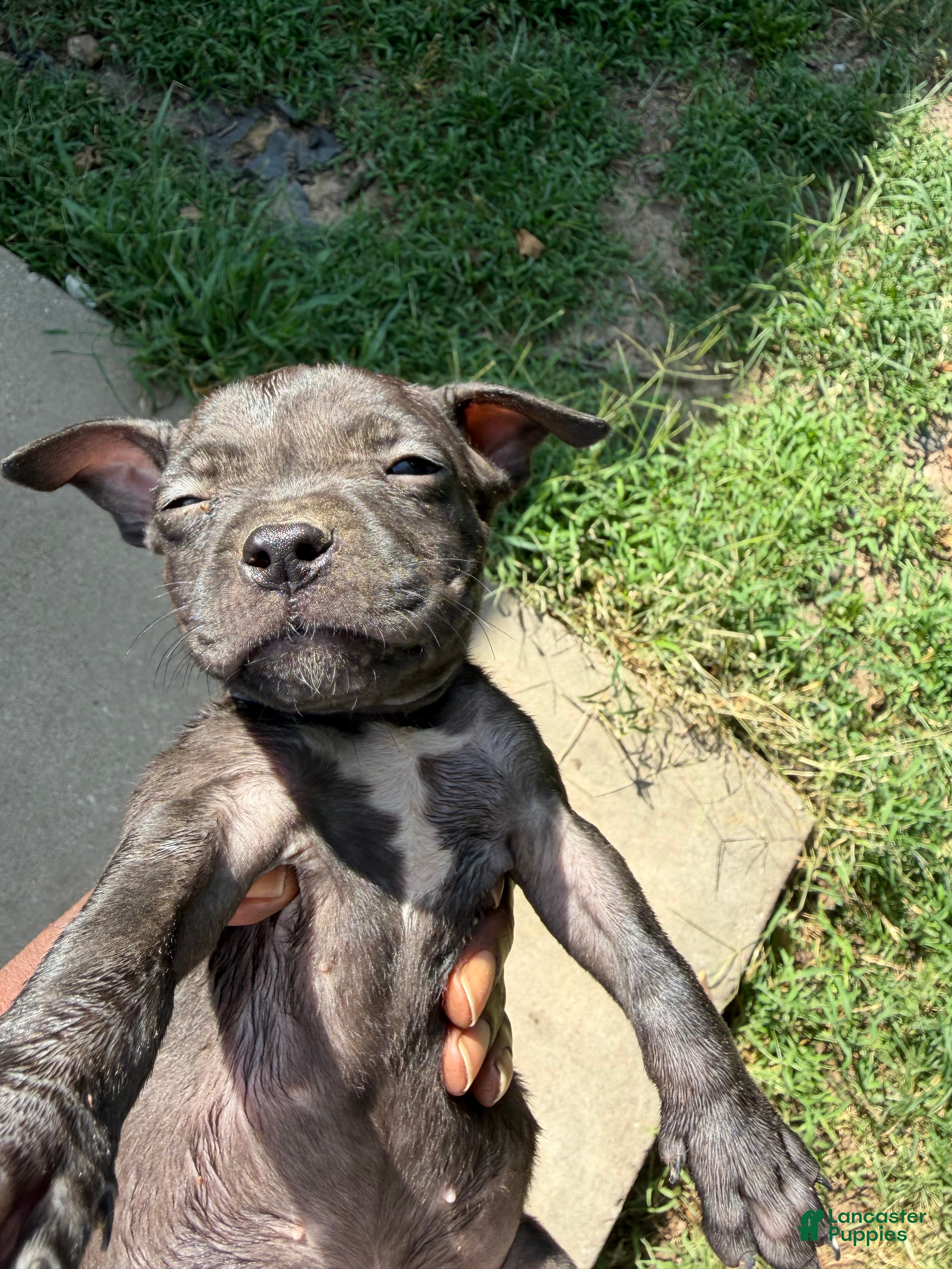 American Bully dogs American Bully 6 - Ad 7