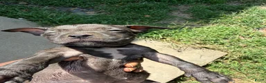 American Bully 6