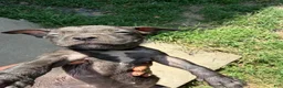 American Bully dogs for sale: American Bully 6 - Ad 1