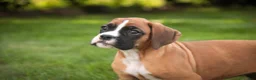 Boxer dogs for sale: Brinley - Ad 4