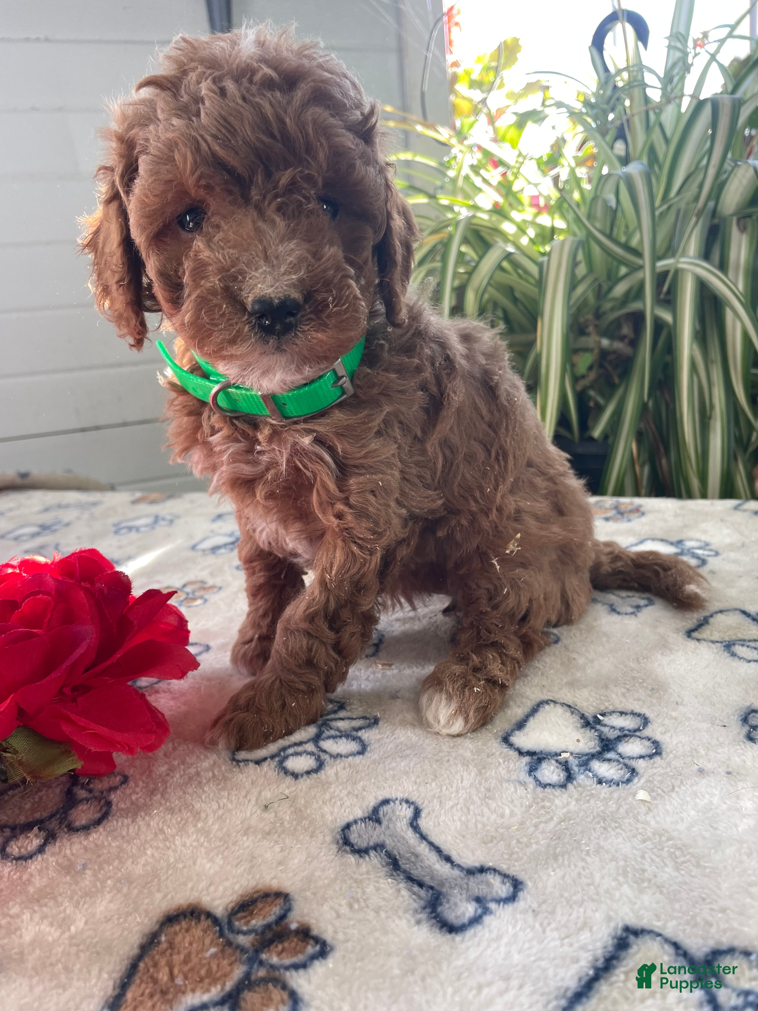 Mini Goldendoodle dogs Rosie - Ad 37