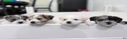 Miniature Schnauzer dogs for sale: Blanca - Ad 4