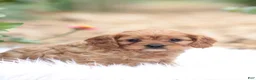 Cavapoo dogs for sale: Sally - Ad 4