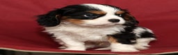Cavalier King Charles Spaniel dogs for sale: Benji - Ad 8