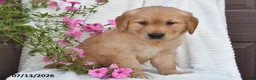 Golden Retriever dogs for sale: Chloe - Ad 3