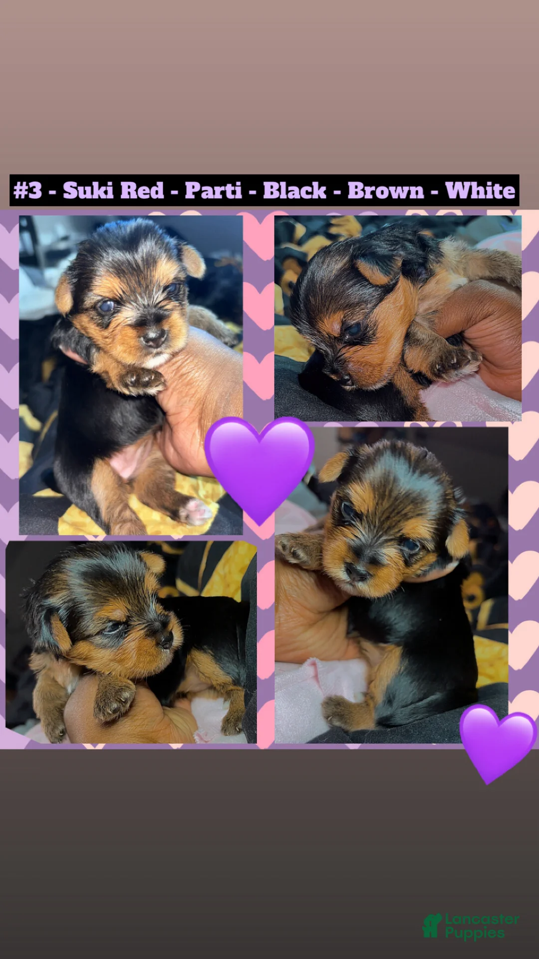 Yorkshire Terrier dogs for sale: Suki Red aka Parti Girl - Ad 1