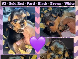 Yorkshire Terrier dogs Suki Red aka Parti Girl - Ad 4