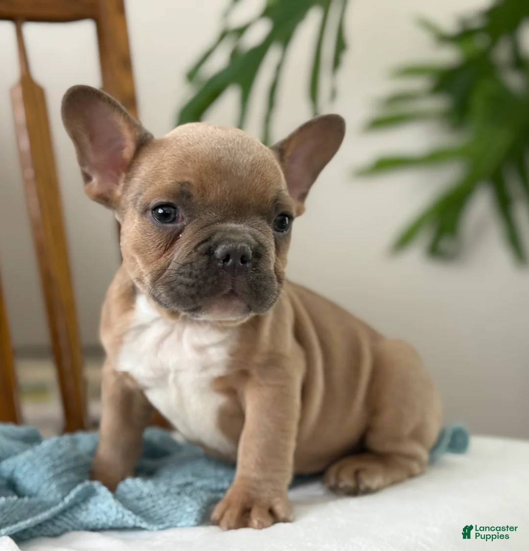 French Bulldog dogs for sale: Wilder - Ad 10