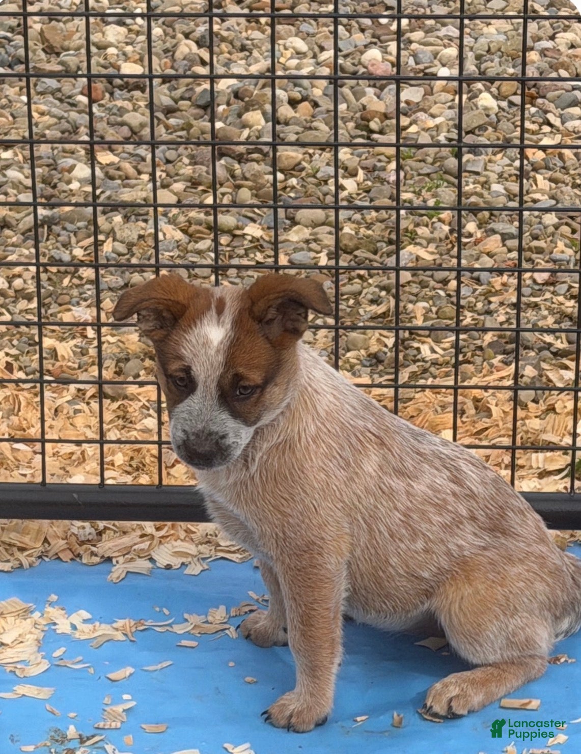 Australian Cattle Dog dogs Georgie - Ad 18