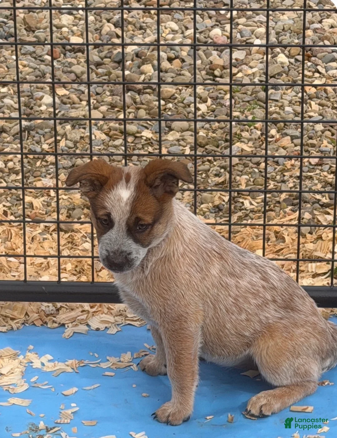 Australian Cattle Dog dogs for sale: Georgie - Ad 1