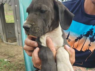 Great Dane dogs - Ad 23