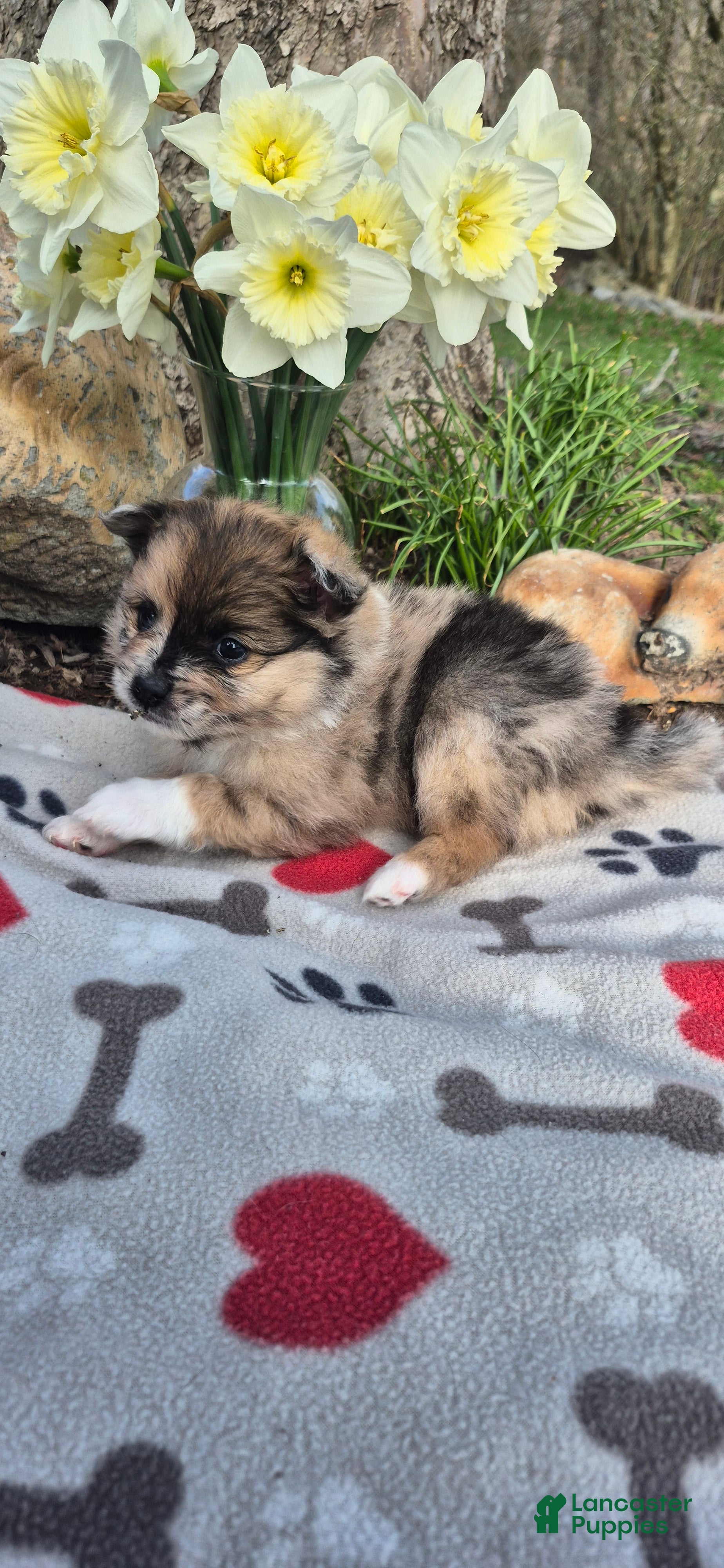 Pomeranian dogs Bear (different colored eyes) - Ad 2