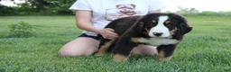 Bernese Mountain Dog dogs for sale: Moose  - Ad 6