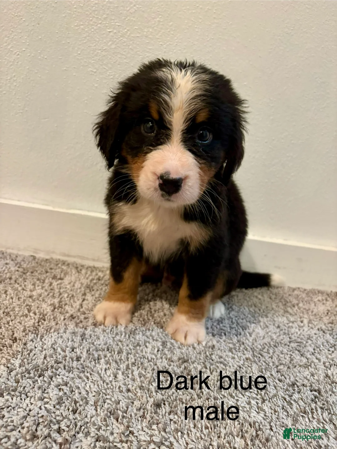 Bernese Mountain Dog dogs for sale: Dark blue Male  - Ad 1