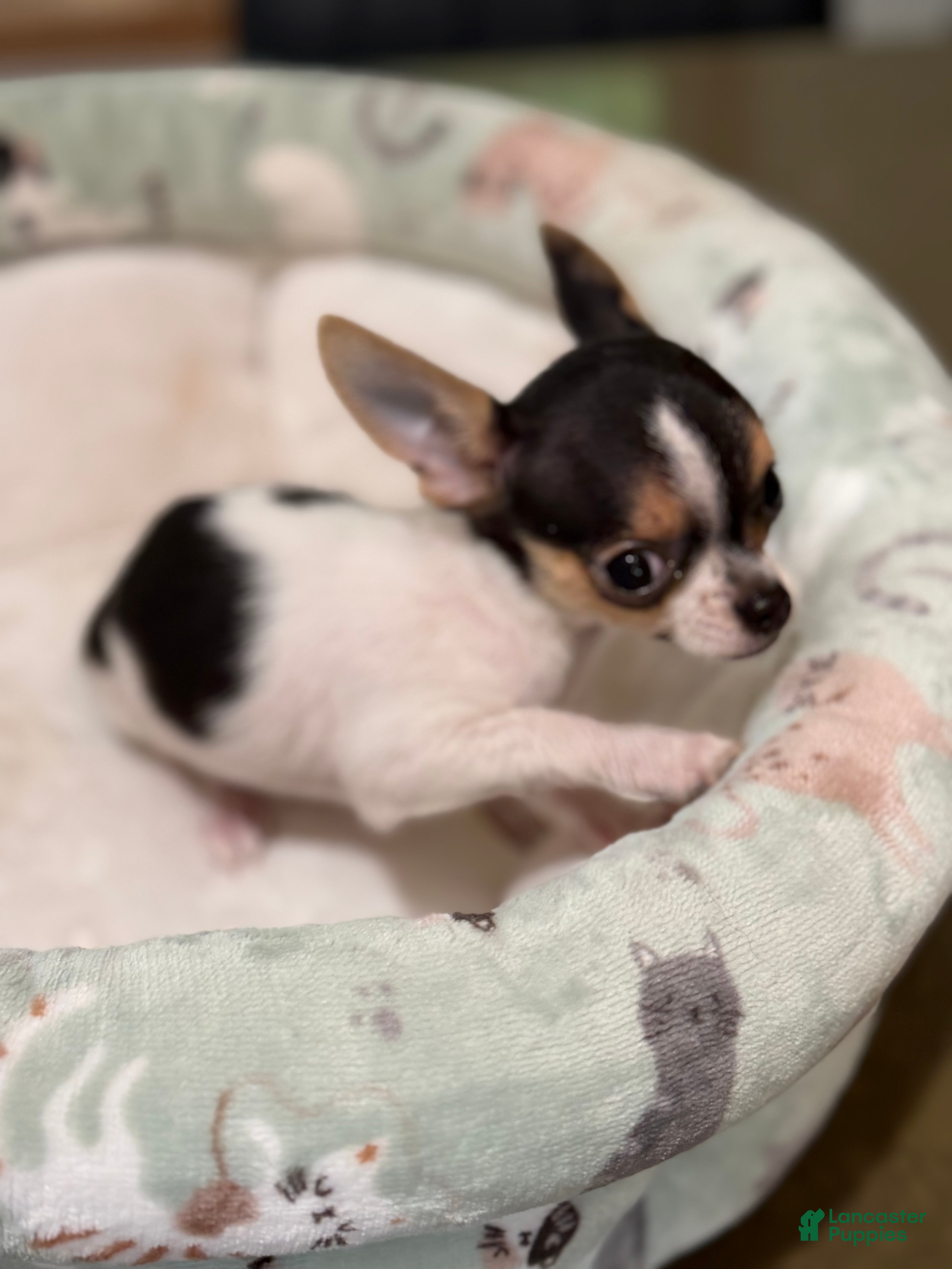 Chihuahua dogs Female CKC TEACUP - Ad 2
