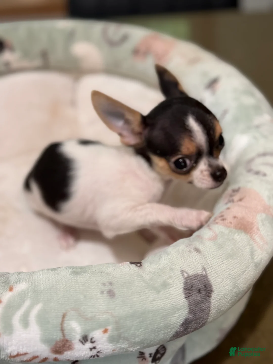 Chihuahua dogs for sale: Female CKC TEACUP - Ad 2