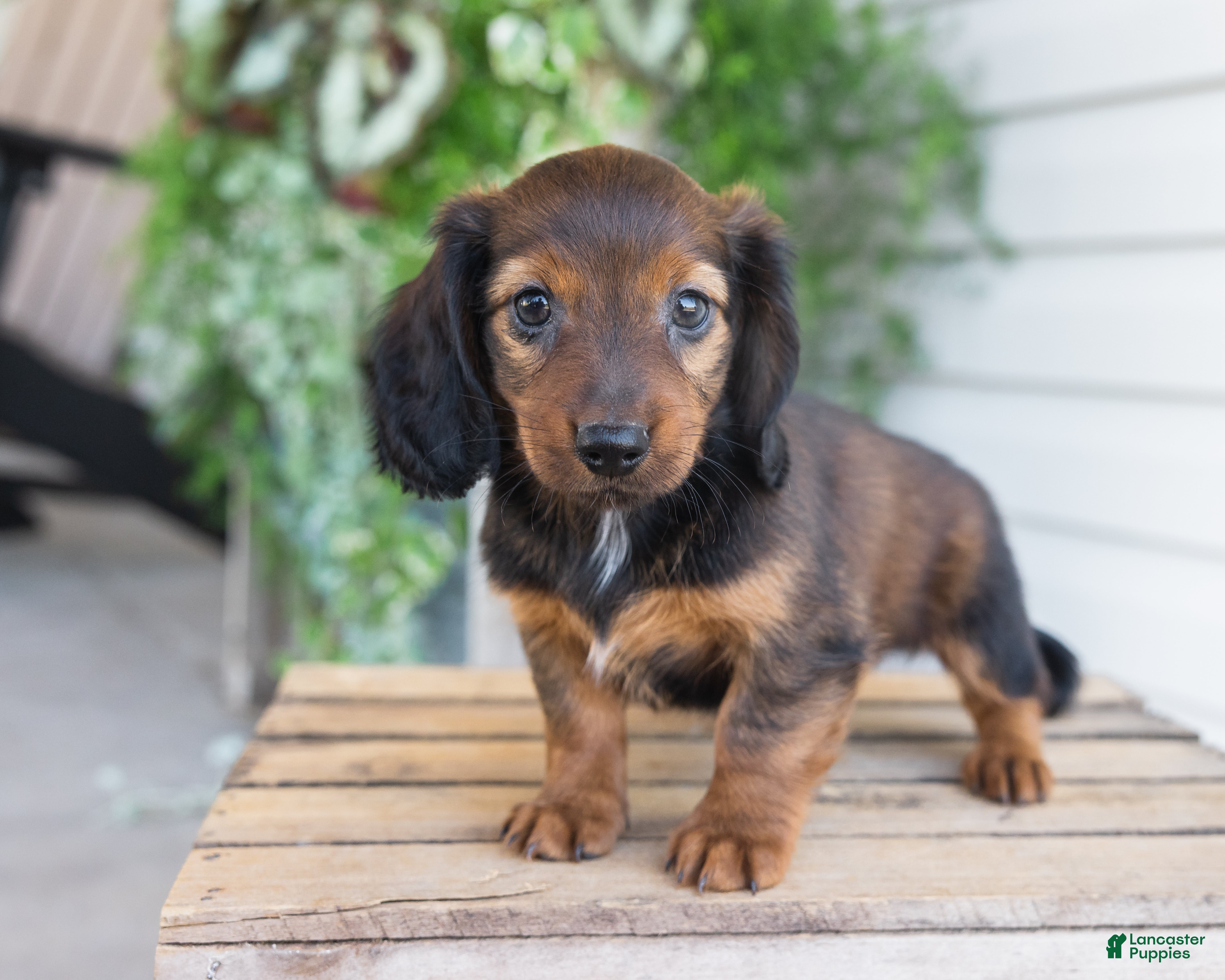 Dachshund dogs Holly  - Ad 2