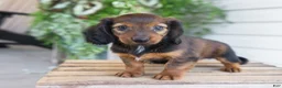 Dachshund dogs for sale: Holly  - Ad 2