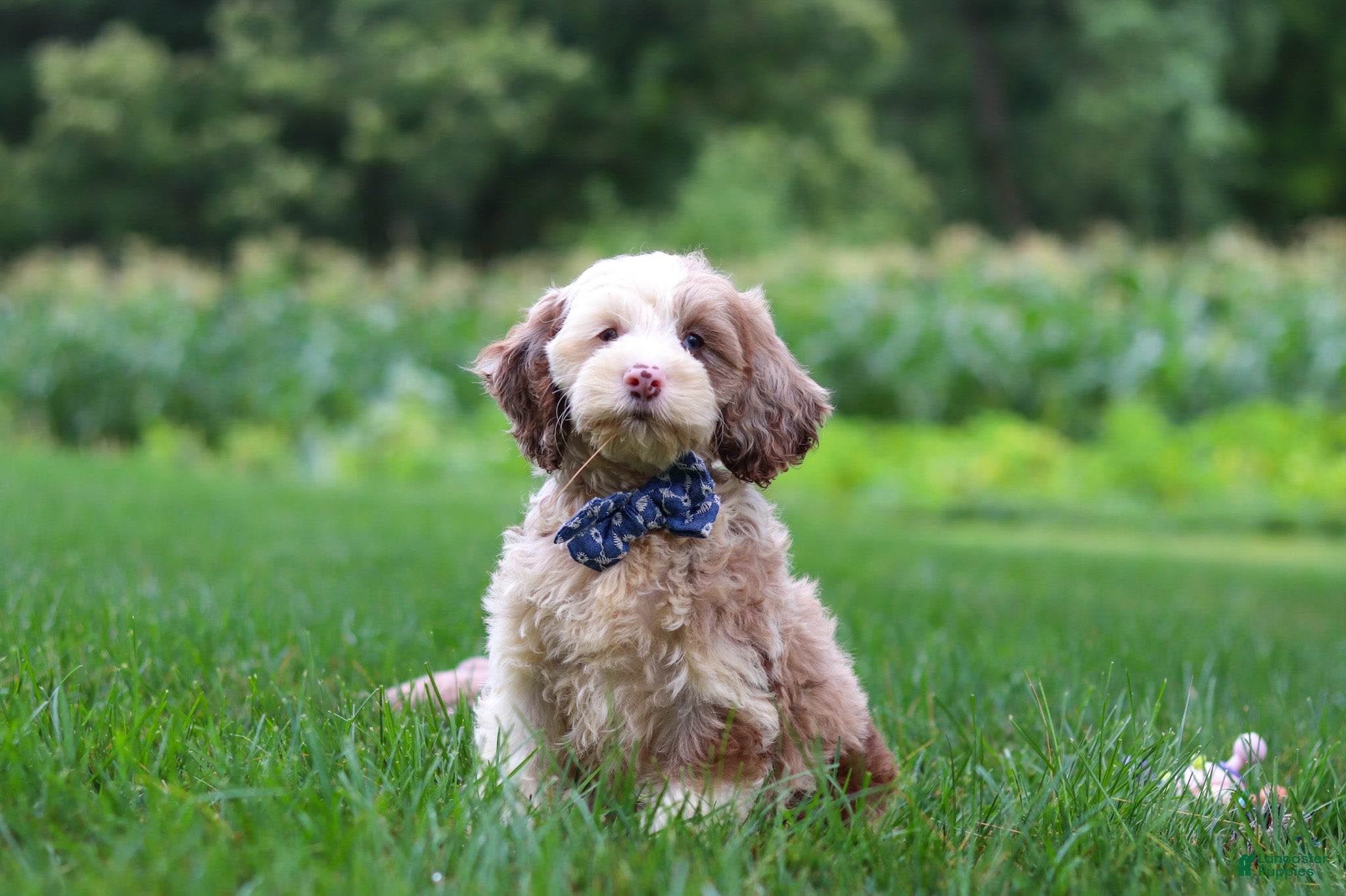 Cockapoo dogs Oakley - Ad 2