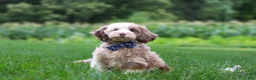 Cockapoo dogs for sale: Oakley - Ad 2