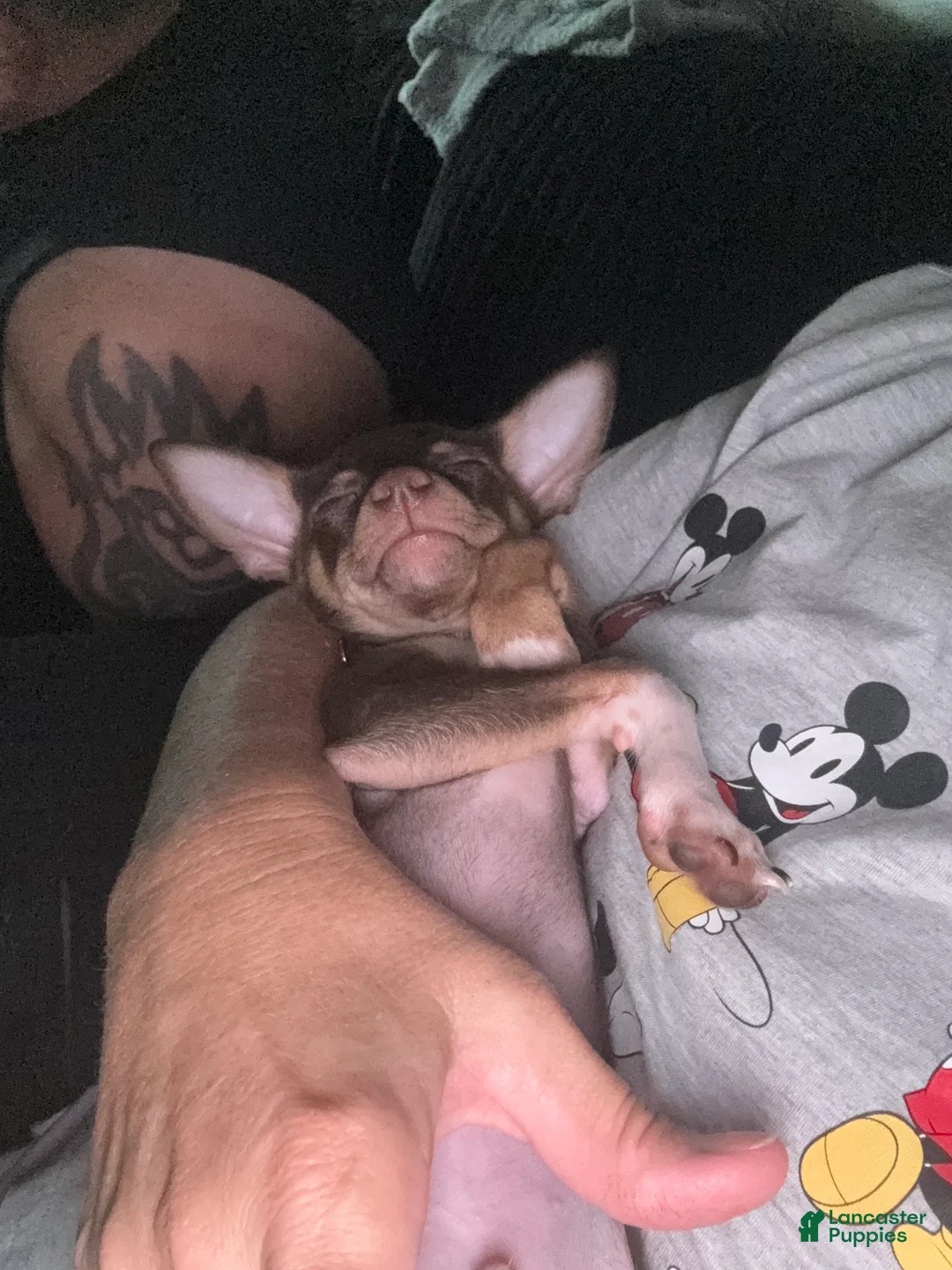 Chihuahua dogs for sale: Chihuahua 4 ready to go  - Ad 2